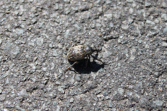 Brachypera zoilus