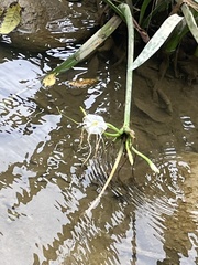 Hymenocallis acutifolia
