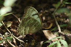 Morpho epistrophus