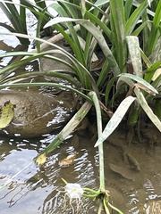 Hymenocallis acutifolia