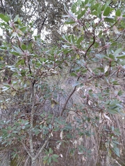 Arbutus tessellata