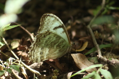 Morpho epistrophus