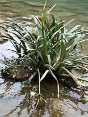 Hymenocallis acutifolia