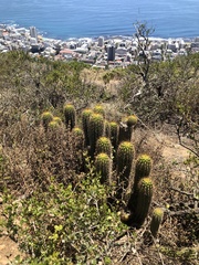 Trichocereus spachianus