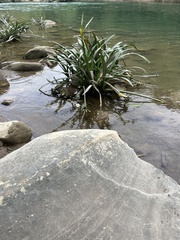 Hymenocallis acutifolia