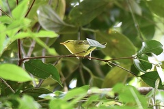 Phylloscopus ricketti