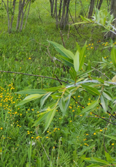 Salix rorida