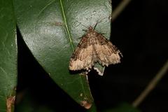 Triphosa dubitata