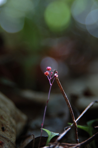 Sciaphila arfakiana observed 2004-08-06