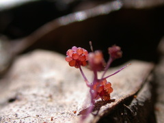Sciaphila arfakiana