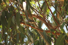 Elaenia