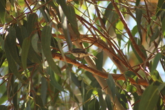 Elaenia