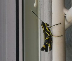 Traulia azureipennis