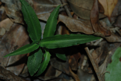Peristylus gracilis iNat (1)