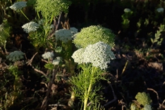 Visnaga
