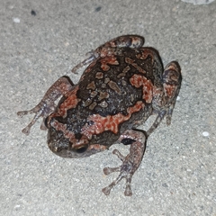 Uperodon taprobanicus