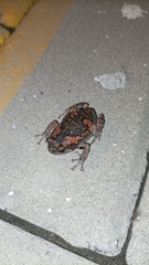 Uperodon taprobanicus