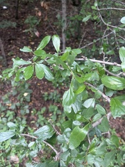 Ehretia rigida nervifolia