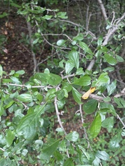 Ehretia rigida nervifolia