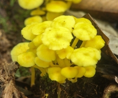 Tricholomopsis aurea