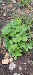 Oxalis latifolia