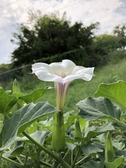 Datura discolor