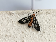 Amata huebneri