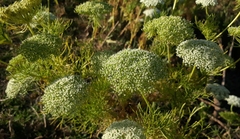 Visnaga