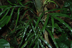 Lomariopsis boninensis