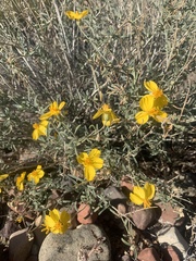 Psilostrophe cooperi