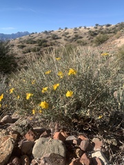 Psilostrophe cooperi