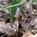 Gastrodia callosa - Photo (c) lecanorchis, algunos derechos reservados (CC BY-NC)