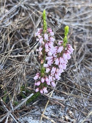 Erica pulchella
