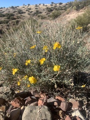 Psilostrophe cooperi