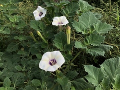 Datura discolor