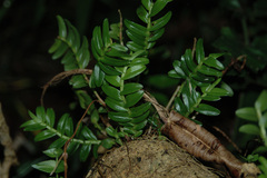 Appendicula reflexa kotoensis