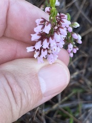 Erica pulchella