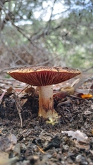 Cortinarius glaucopus
