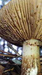 Cortinarius glaucopus