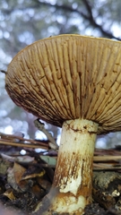 Cortinarius glaucopus