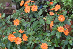 Impatiens hawkeri