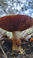 Cortinarius glaucopus