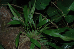 Dendrochilum uncatum