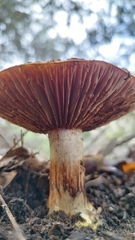 Cortinarius glaucopus