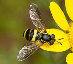 Chrysotoxum bicinctum