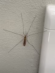 Nephrotoma antennata