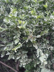 Vangueria parvifolia