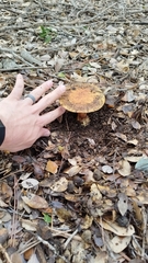 Cortinarius glaucopus