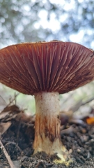 Cortinarius glaucopus