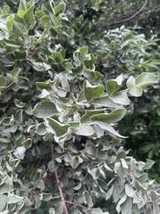 Vangueria parvifolia